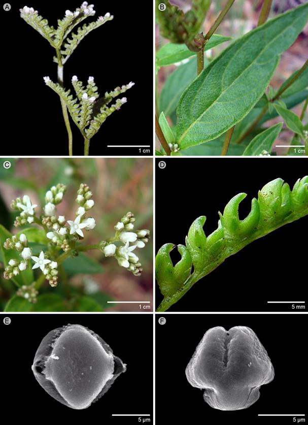 Caracteres morfológicos de Mitreola petiolata (Walter ex J.F. Gmel.) Torr. & A. Gray. A. inflorescencias tipo dicasios; B. hojas opuestas; C. corolas urceoladas con estivación valvada; D. cápsulas con el ápice de los lóbulos divergentes; E. vista meridional del grano de polen; F. vista polar del grano de polen. Fotos: A: J. Bvan Kley; B-D: J. Steyemark; E, F: Sofía Islas.