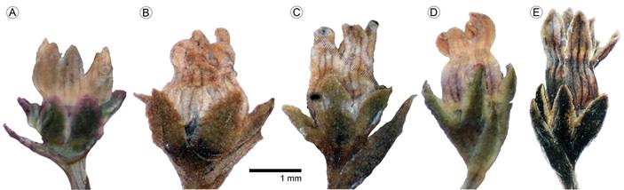 Variación de las flores de Mitreola petiolata (Walter ex J.F. Gmel.) Torr. & A. Gray a lo largo de su distribución en el país. A. Coahuila; B. Veracruz; C. Guerrero; D. Oaxaca; E. Chiapas.