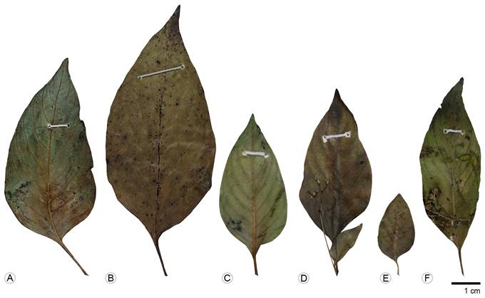 Comparación en el tamaño de hojas de ejemplares de Mitreola petiolata (Walter ex J.F. Gmel.) Torr. & A. Gray de diferentes estados. A-B. Guerrero; C-D. Oaxaca; E-F. Chiapas.