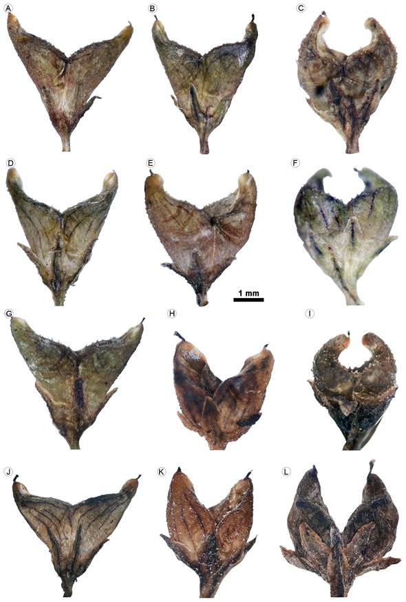 Diferencias en la orientación de los lóbulos de las cápsulas de Mitreola petiolata (Walter ex J.F. Gmel.) Torr. & A. Gray en poblaciones de diferentes estados. A-C. Guerrero; D-F. Oaxaca; G-I. Chiapas; J-K. Veracruz; L. Coahuila.