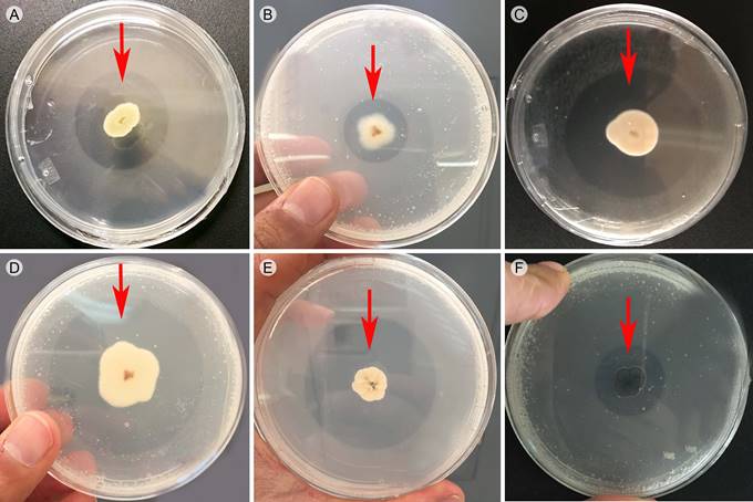 Halos de solubilización (zona hialina) de algunas de las cepas solubilizadoras de fósforo en medio sólido de Sundara con fosfato tricálcico a diferentes días de incubación*. A. Sp. Mz76 (6*); B. Aspergillus sp. 4C39 (4*); C. Penicillium sp. A51 (4*); D. Sp. 4C16 (6*); E. Penicillium sp. 4C37 (3*); F. Cladosporium sp. 4C20 (4*).