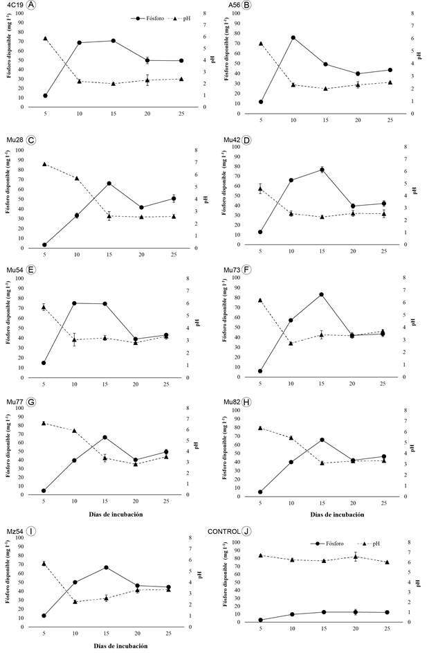 Concentración de fósforo soluble (mg l-1) y pH del medio líquido, con fosfato tricálcico inoculado con las cepas después de 5, 10, 15, 20 y 25 días de incubación. A. Aspergillus sp. 4C19; B. Penicillium sp. A56; C. Sp. Mu28; D. Aspergillus sp. Mu42; E. Penicillium sp. Mu54; F. Penicillium sp. Mu73; G. Penicillium sp. Mu77; H. Sp. Mu82; I. Sp. Mz54; J. Control (sin hongo). Los datos son el promedio de 3 réplicas ± la desviación estándar.