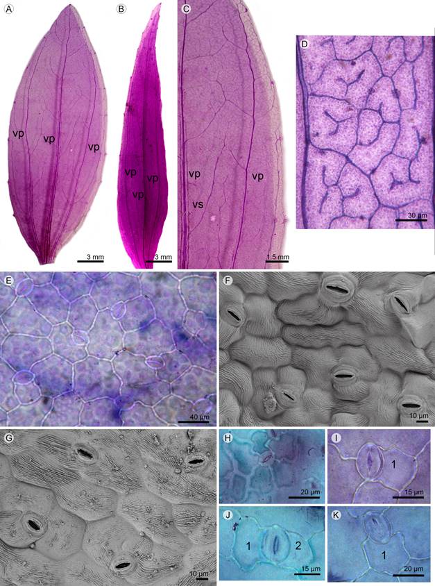 Venación y epidermis foliar de Flaveria bidentis (L.) Kuntze y F. haumanii Dimitri & Orfila, en vista superficial. A-D. venación: A. aspecto de la lámina elíptica simétrica en F. bidentis; B. aspecto de la lámina ovada lanceolada asimétrica en F. haumanii; C. detalle del margen crenado en F. bidentis; D. areola con vénula simple y ramificada una y dos veces en F. haumanii. E-K. anatomía foliar: E. epidermis adaxial de F. bidentis; F. epidermis abaxial de F. bidentis en MEB; G. epidermis abaxial de F. haumanii en MEB; H. estoma anomocítico; I. estoma hemiparacítico; J. estoma braquiparacitico; K. estoma polocítico. Abreviaciones: vp=vena primaria, vs=vena secundaria, 1 y 2=células subsidiarias.