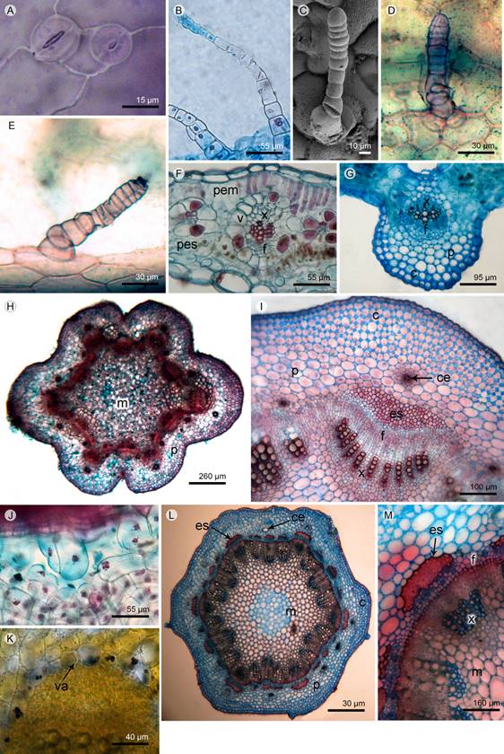 Anatomía foliar y caulinar de Flaveria bidentis (L.) Kuntze y F. haumanii Dimitri & Orfila. A-G. epidermis foliar: A. estomas gemelos en F. haumanii; B. tricoma glandular pluricelular uniseriado, largo; C. tricoma glandular pluricelular uniseriado, corto en MEB; D. tricoma glandular pluricelular biseriado en la porción basal; E. tricoma glandular pluricelular biseriado en la porción apical; F. lámina dorsiventral, anfistomática en Flaveria bidentis; G. haz vascular colateral de vena primaria en F. haumanii. H-M. Tallo: H. estructura primaria; I. haces vasculares colaterales, J. corte longitudinal de conducto secretor; K. vaina amilífera; L. estructura secundaria temprana; M. detalle de xilema y floema continuos por actividad del cambium. Abreviaciones: c=colénquima angular, ce=conducto ezquizógeno, es=esclerénquima, f=floema, m=médula, p=parénquima, pem=parénquima empalizado, pes=parénquima en esponjoso, x=xilema, v=vaina, va=vaina amilífera.