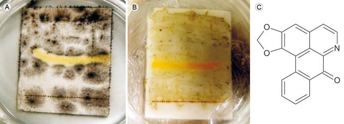 Liriodenine, antifungal alkaloid from Sapranthus microcarpus (Donn. Sm.) R.E. Fr. Bioautography of liriodenine against A. Curvularia lunata (Wakker) Boedijn and B. Aspergillus glaucus (L.) Link; yellow areas indicate inhibition of fungal growth by liriodenine; C. chemical structure of liriodenine.