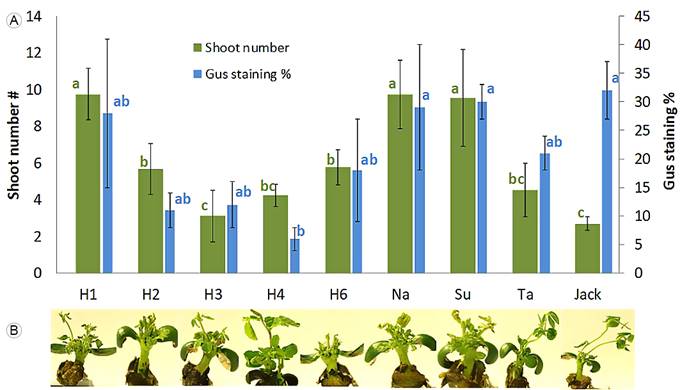 Regeneration capability and Agrobacterium tumefaciens (Smith & Townsend) Conn infection susceptibility in nine soybean genotypes. A. mean number of shoots per explant and blue staining percentage (n=30), error bar with 95% confidence intervals; B. explants with multiple shoots after 15 days in SIM. From left to right: H1: Huasteca-100, H2: Huasteca-200, H3: Huasteca-300, H4: Huasteca-400, H6: Huasteca-600, Na: Nainari, Su: Suaqui-86, Ta: Tamesí and Jack. Means that are not connected by the same letters are significantly different according to the Tukey’s test (p<0.05).