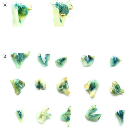 Gus staining assay: A. color classification for the estimation of the blue staining area using image analysis (Winseedle software); B. image of 15 explants (Nainari) showing on average 29% of blue staining.