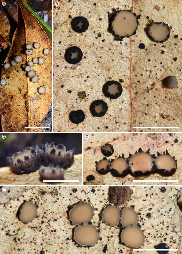 Coccomyces tumidus (Fr.) De Not.: A. apotecios en fresco en hoja de Quercus L.; B. apotecios en distintas etapas de desarrollo; C. apotecios; D, E. himenio expuesto. Escala: A=5 mm; B=4 mm; C=2 mm; D=4 mm; E=5 mm.