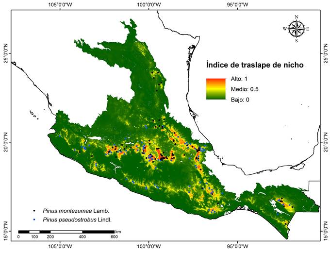 Modelo nulo del análisis de traslape del nicho, generado con el índice de similaridad de nicho (I) para Pinus montezumae Lamb. y P. pseudostrobus Lindl. distribuidas en México.
