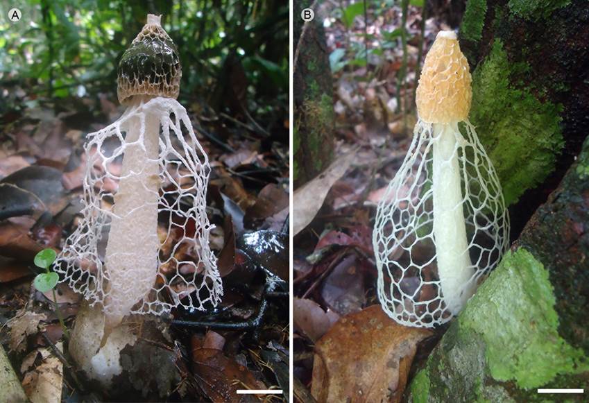 Basidiomas maduros de especies del complejo Phallus indusiatus Vent.,
							encontrados en la Reserva Extrativista (RESEX) Tapajós-Arapiuns, Pará,
							Brasil. A. ejemplar encontrado en Vila Franca; B. ejemplar encontrado en
							Maripá. Escala: A, B=2 cm.