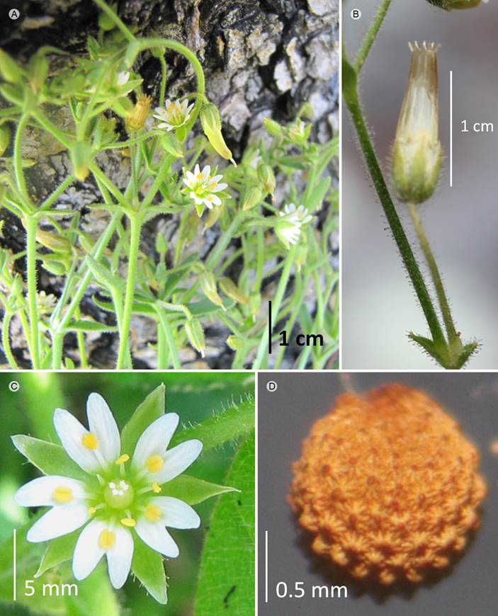 Cerastium nutans Raf. A. vista general; B.
								cápsula madura; C. detalle de flor; D. semilla.