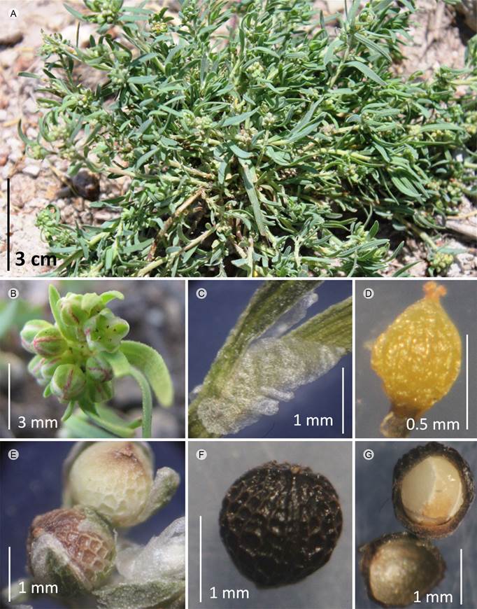 Corrigiola andina Planch. & Triana. A. vista
								general; B. detalle de inflorescencia; C. estípula; D. ovario; E.
								frutos en distinto estado de maduración; F. nuez madura; G.
								semillas.