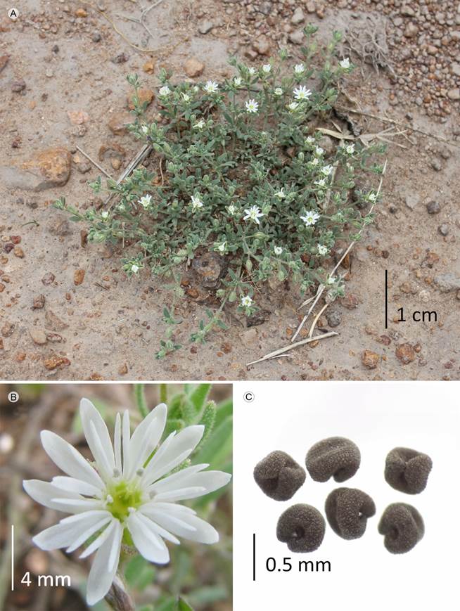 Drymaria arenarioides Humb. & Bonpl. ex
								Schult. A. vista general; B. flor; C. semillas.