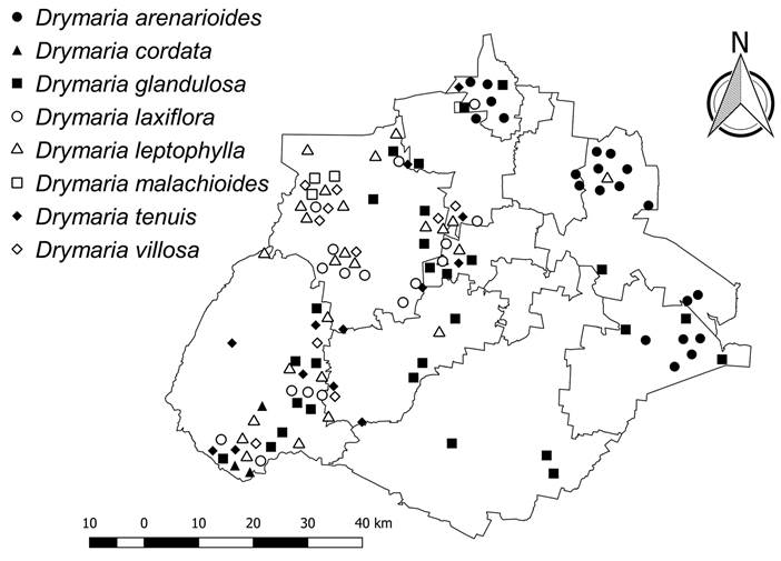 Distribución de especies del género Drymaria L.
								presentes en el estado de Aguascalientes.