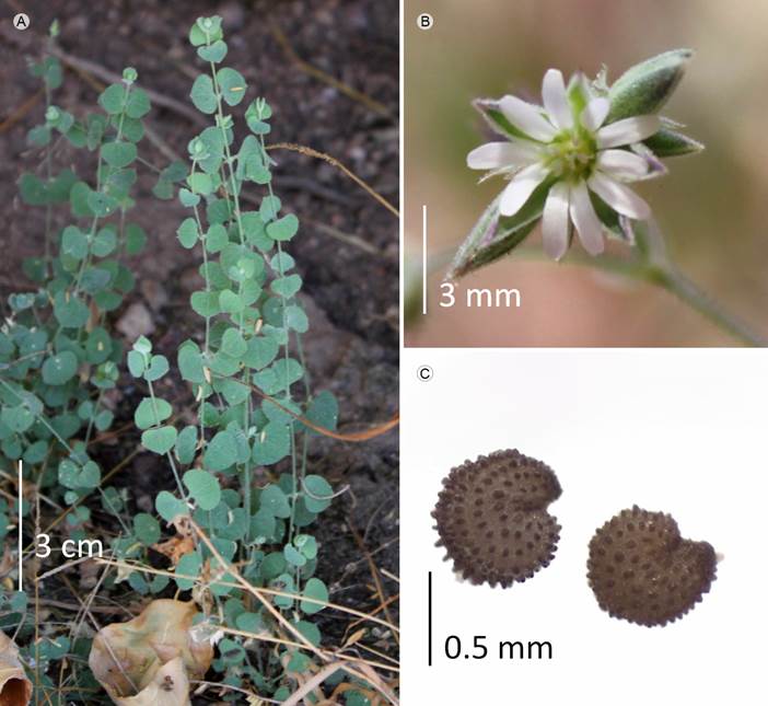 Drymaria glandulosa Bartl. A. vista general; B.
								flor; C. semillas.