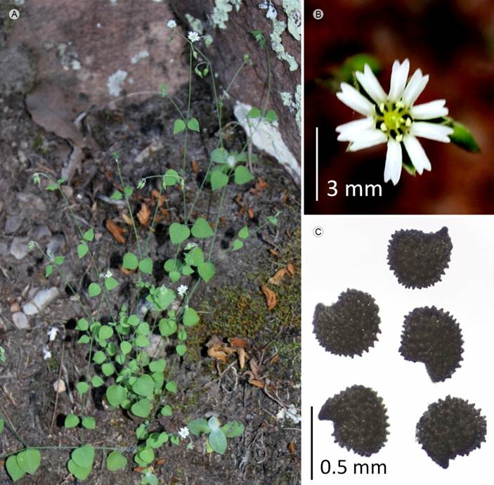 Drymaria laxiflora Benth. A. vista general; B.
								flor; C. semillas.