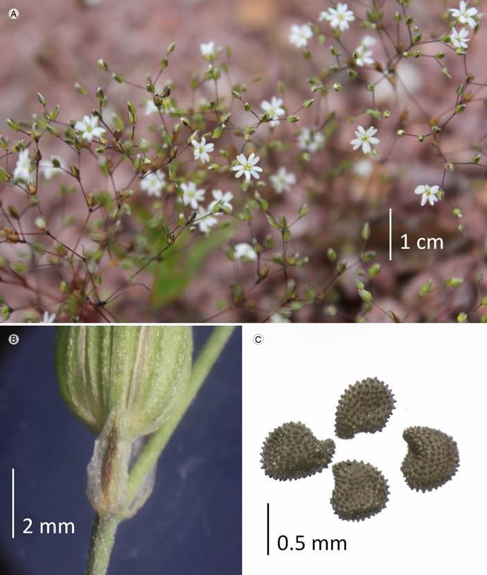 Drymaria leptophylla (Cham. & Schltdl.)
								Fenzl ex Rohrb. A. vista general; B. bráctea; C. semillas.