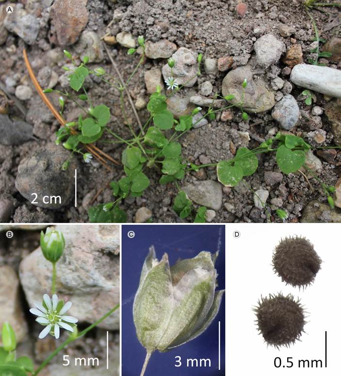 Drymaria malachioides Briq. A. vista general; B.
								flor; C. detalle de cáliz; D. semillas.