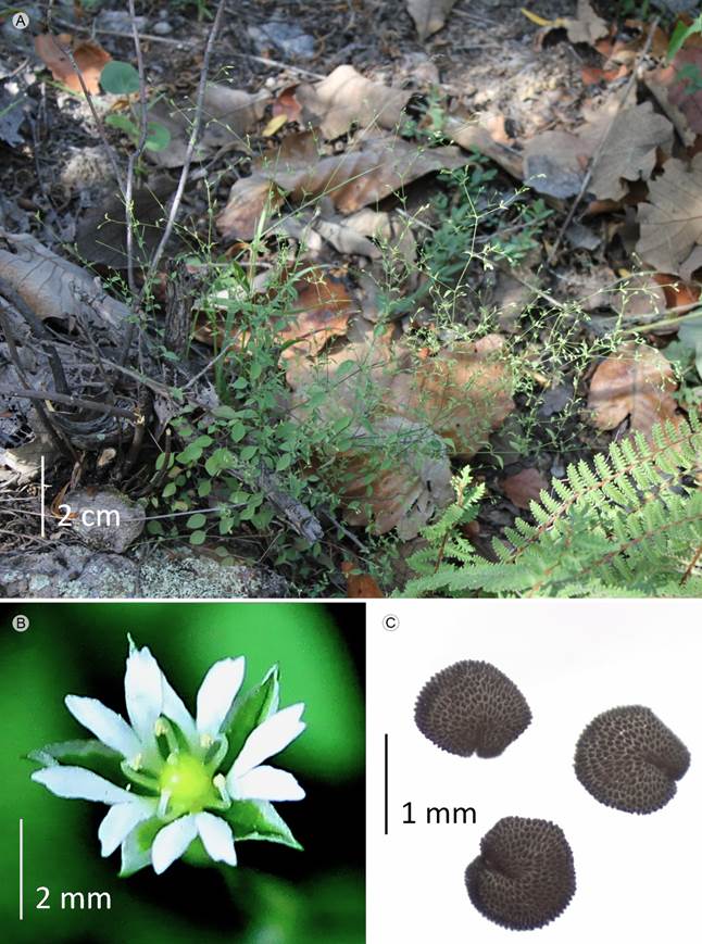 Drymaria tenuis S. Watson. A. vista general; B.
								flor; C. semillas.