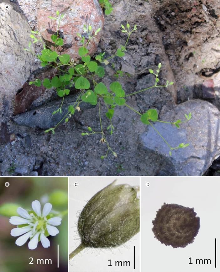 Drymaria villosa Schltdl. & Cham. A. vista
								general; B. flor; C. cáliz; D. semillas.