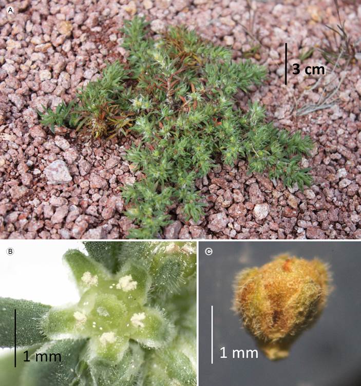 Paronychia mexicana Hemsl. A. vista general; B.
								inflorescencia; C. cáliz con utrículo maduro.