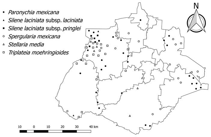 Distribución de Paronychia mexicana Hemsl.,
									Silene laciniata Cav. subsp.
									laciniata, Silene scouleri
								subsp. pringlei (S. Watson) C.L. Hitchc. &
								Maguire, Spergularia mexicana Hemsl.,
									Stellaria media (L.) Vill. y Triplateia
									moehringioides (Moq. & Sessé ex DC.) Mattf. en el
								estado de Aguascalientes.