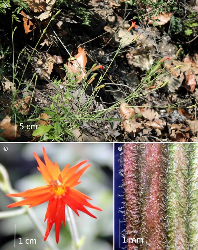 Silene laciniata Cav. subsp.
								laciniata. A. vista general; B. flor; C.
								detalle de pubescencia del cáliz.