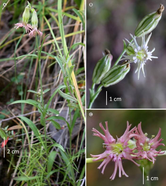 Silene scouleri subsp. pringlei
								(S. Watson) C.L. Hitchc. & Maguire. A. vista general; B.
								inflorescencia; C. flores.