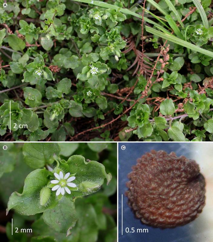 Stellaria media (L.) Vill. A. vista general; B.
								flor; C. semilla.