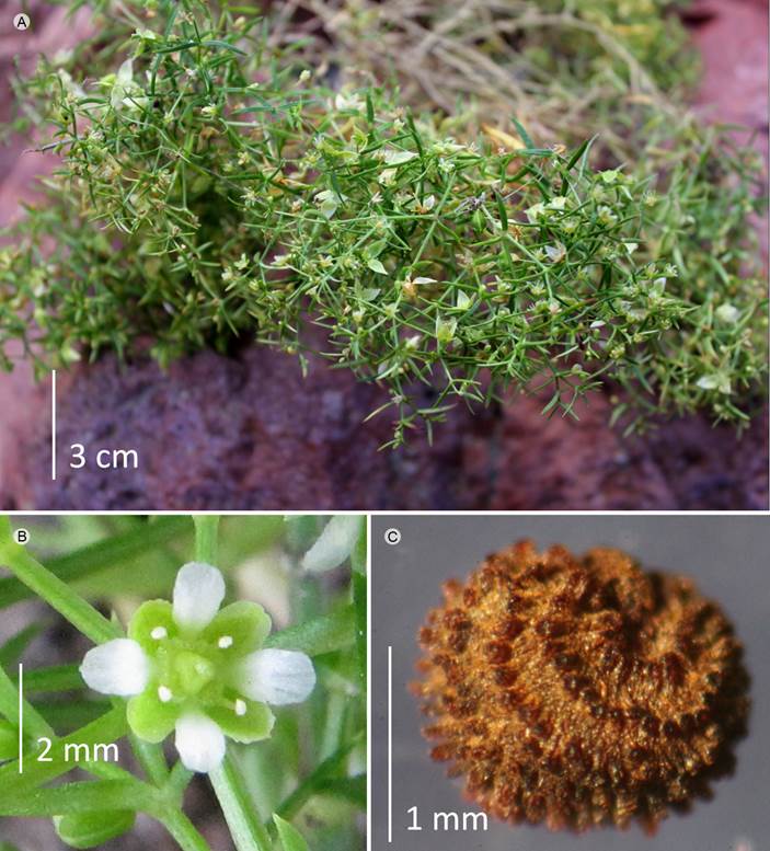 Triplateia moehringioides (Moq. & Sessé ex
								DC.) Mattf. A. vista general; B. flor; C. semilla.