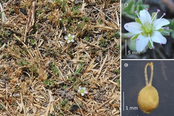 Arenaria bourgaei Hemsl. A. vista general; B.
								flor; C. ovario.