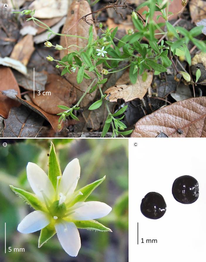 Arenaria lanuginosa (Michx.) Rohrb. A. vista
								general; B. flor; C. semillas.