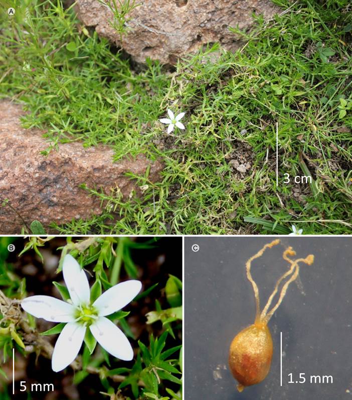 Arenaria lycopodioides Willd. ex D.F.K. Schltdl.
								A. vista general; B. flor; C. ovario.