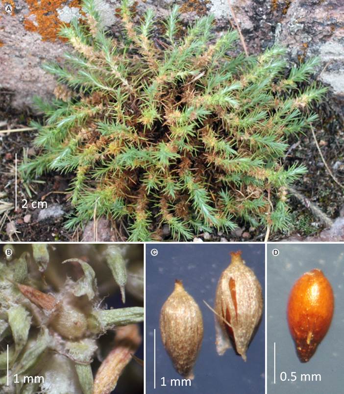 Cardionema ramosissimum (Weinm.) A. Nelson &
								J.F. Macbr. A. vista general; B. flor con utrículo maduro; C.
								utrículos maduros; D. semilla.