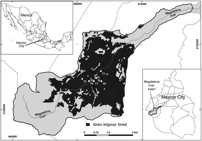 Fir forest (Abies religiosa (Kunth) Schltdl.
								& Cham.) forest in the Magdalena river basin (MRB), Mexico City.
								T1-T8 (Study transects).