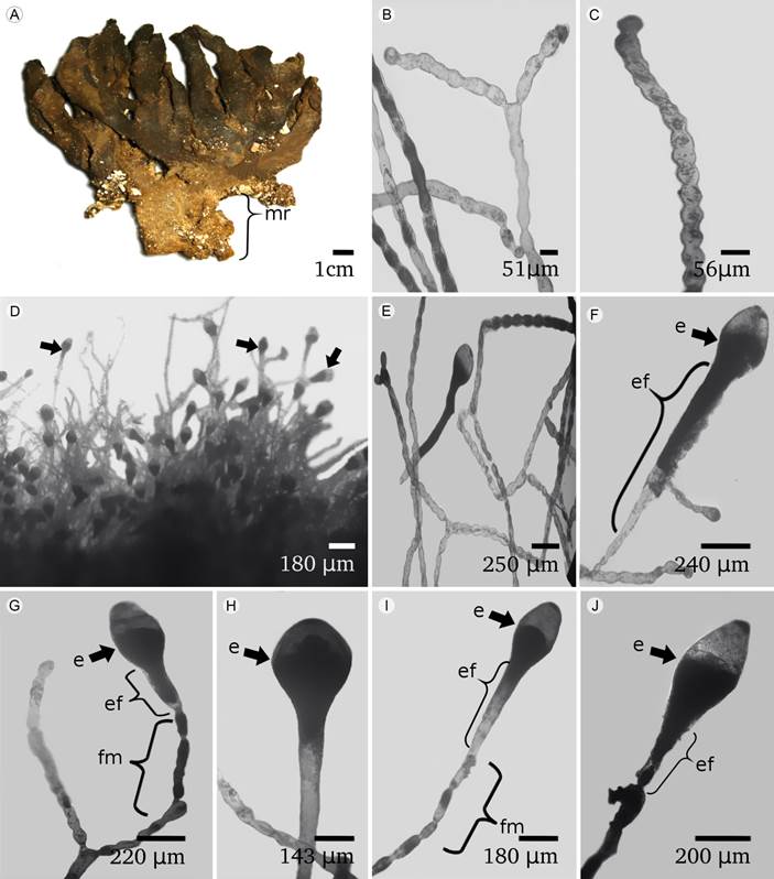 Avrainvillea digitata D.S. Littler & M.M. Littler. A. aspecto general del talo
							(mr: masa rizoidal); B. sifones moniliformes; C. detalle del ápice del
							sifón; D. esporangios sobresaliendo del margen del talo; E. sifones con
							esporangios; F, G, H, I, J. detalle del sifón moniliforme (fm),
							esporangióforo (ef) y esporangio (e).