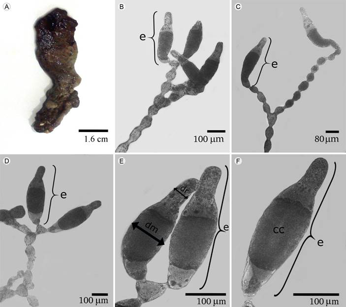 Avrainvillea nigricans f. floridana D.S. Littler & M.M. Littler.
							A. morfología del talo; B, C, D. sifones constrictos con esporangios
							(e); E. detalle del esporangio (e) con una porción menos ancha (dr) en
							el ápice y una más ancha (dm); F. disposición del contenido celular (cc)
							en el esporangio (e).