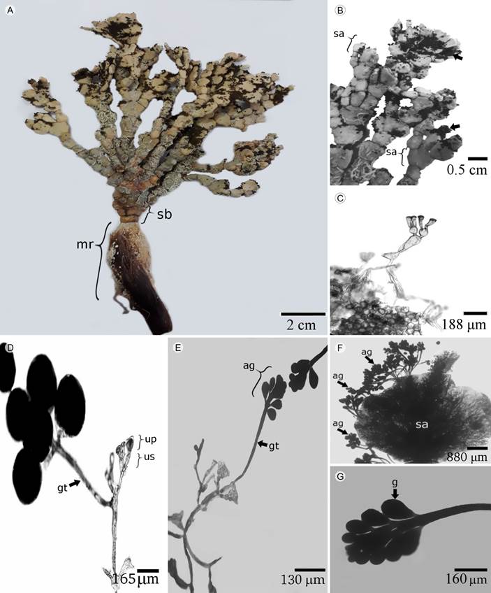 Halimeda incrassata (J. Ellis) J.V. Lamouroux. A.
							aspecto general del talo (mr: masa rizoidal, sb: segmentos basales); B.
							segmentos apicales (sa) y agregados gametangiales (flecha); C. detalle
							de los utrículos; D. utrículos primarios (up), secundarios (us) y
							gametóforo (gt); E. gametóforo (gt) con agregados gametangiales (ag); F.
							agregados gametangiales (ag); G. gametangios piriformes (g).