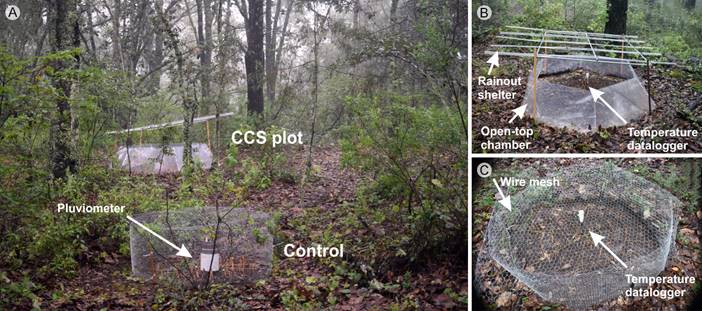 A. experimental plots mounted beneath the canopy of the
									Quercus ariifolia Trel. stand for this study;
								B. detail of a control; C. detail of a CCS plot. The devices pointed
								within experimental plots are the automatized sensors used for
								monitoring temperature and rainfall. Pictures: E. J. Sánchez-Montes
								de Oca.