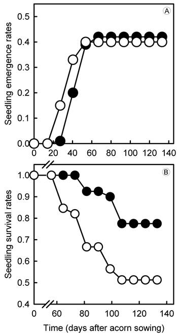A. emergence rates of seedlings of Quercus
									ariifolia Trel. in controls (solid symbols) and CCS
								plots (empty symbols); B. survival rates of seedlings of
									Quercus ariifolia Trel. in controls (solid
								symbols) and CCS plots (empty symbols).