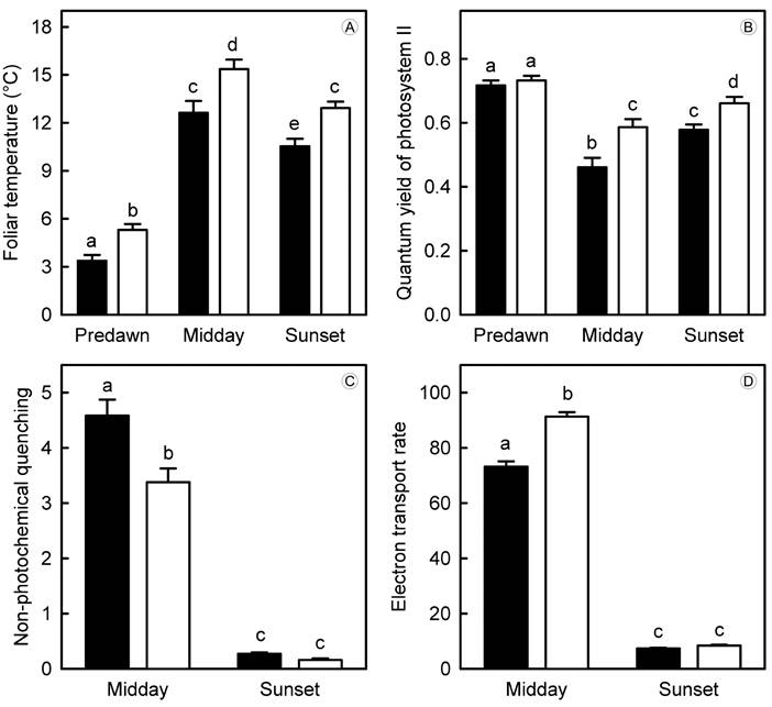 Variables (average ± 95% I.C.) measured with the portable
								fluorometer on leaves of seedlings of Quercus
									ariifolia Trel. from controls (solid bars) and CCS
								plots (empty bars). These variables include: A. foliar temperature;
								B. quantum efficiency of photosystem II (B; for predawn measures,
								and for midday and sunset measures); C. non-photochemical quenching
								of chlorophyll fluorescence; D. electron transport rate in the
								thylakoid membrane of chloroplasts. Different letters above the bars
								indicate significant differences between values (critical α of Tukey
								tests=0.05).