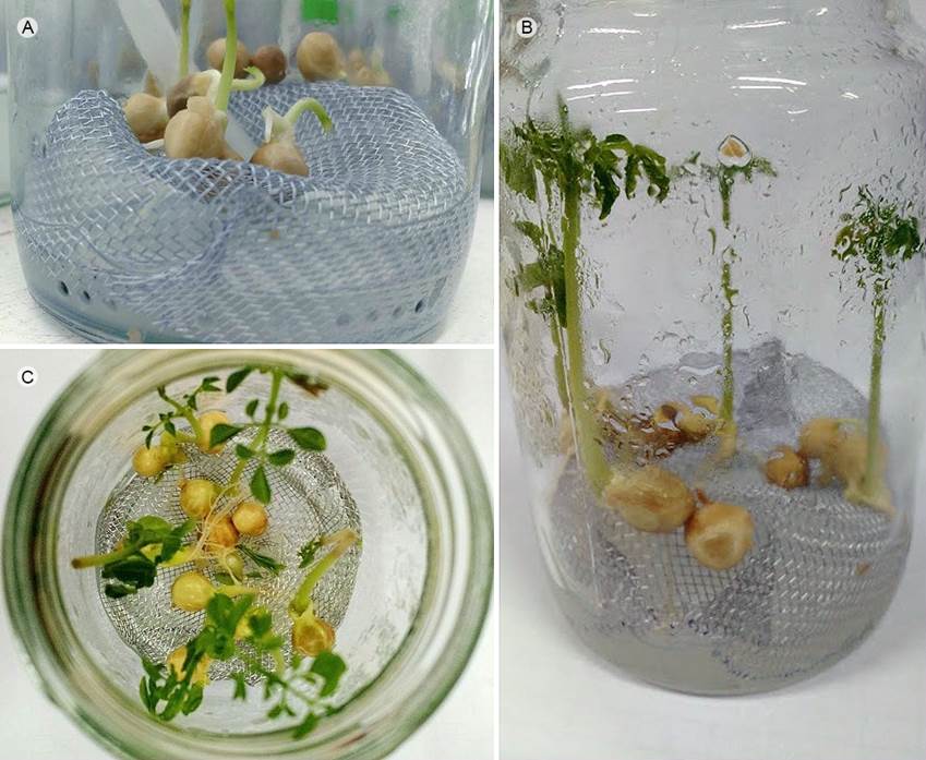 Detalle de la germinación in vitro de Moringa oleifera Lam. A. semillas germinadas sin testa; B, C. plántulas de 21 días en los biorreactores.