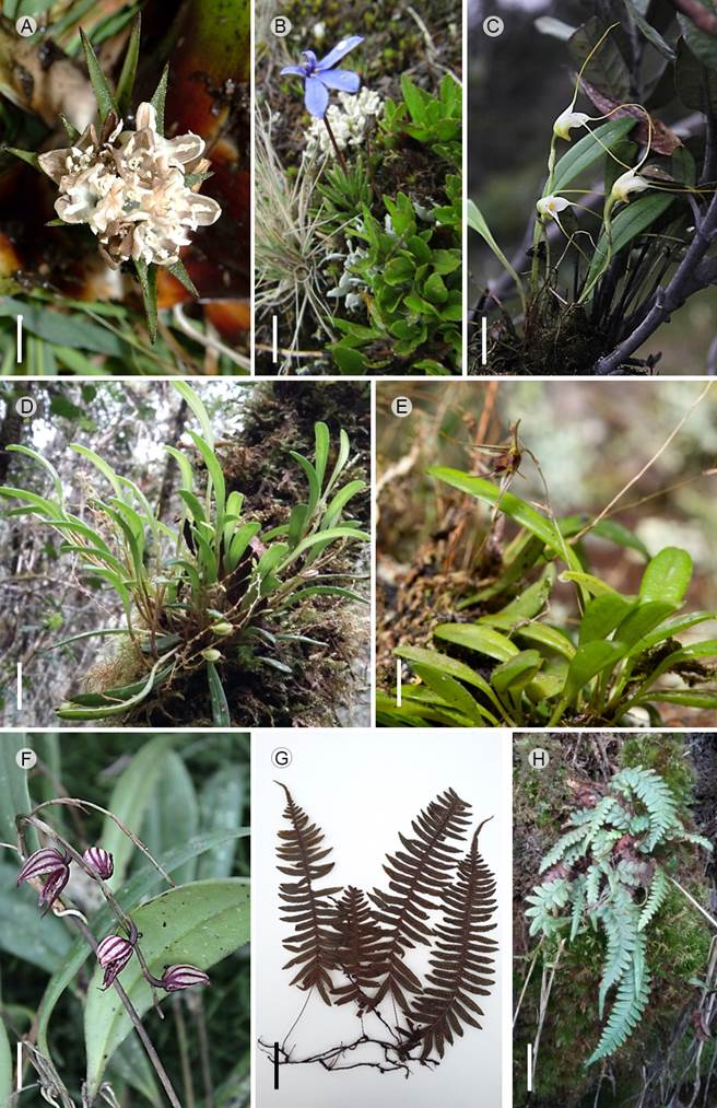 Nuevos registros de especies vegetales para el departamento Boyacá, Colombia. A. flor de Greigia collina L.B. Sm.; B. hábito general y flor de Lobelia nana Kunth; C. hábito y vista de las flores de Masdevallia strumifera Rchb. f.; D. vista del hábito de Stelis pusilla Kunth; E. vista del hábito y de la flor abierta de Specklinia macroblepharis (Rchb. f.) Pridgeon & M.W. Chase; F. vista de las flores en preantesis de Pleurothallis lindenii Lindl.; G. exicado con vista general de Polypodium wiesbaueri Sodiro; H. hábito de Terpsichore asplenifolia (L.) A.R. Sm. Escala, A=1.5 cm; B=1 cm; C=1 cm; D=1 cm; E=0.5 cm; F=1.5 cm; G=5 cm; H=2.5 cm. Fotografías: A y E. Felipe Villegas; B, D, F, G, H. Sofía Gómez; C. Diego Moreno.