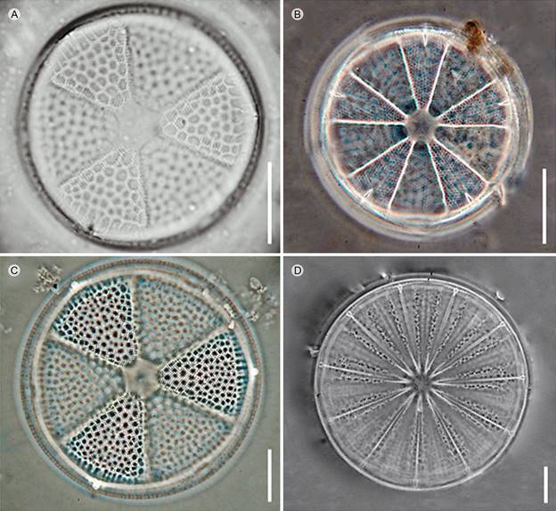Micrografías de luz de especies del género Actinoptychus Ehrenb. de la costa de Oaxaca, México. Vista valvar, 100×. A. A. aster Brun; B. A. concentricus A. Schmidt; C. A. senarius (Ehrenb.) Ehrenb.; D. A. splendens (Shadbolt) Ralfs. Escala=20 µm.
