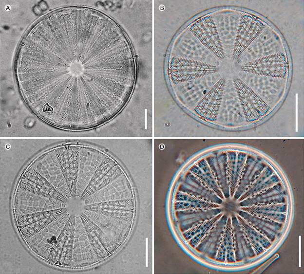Micrografías de luz de especies del género Actinoptychus Ehrenb. de la costa de Oaxaca, México. Vista valvar, 100×. A. A. splendens (Shadbolt) Ralfs; B-D. A. vulgaris Schum. Escala=20 µm.