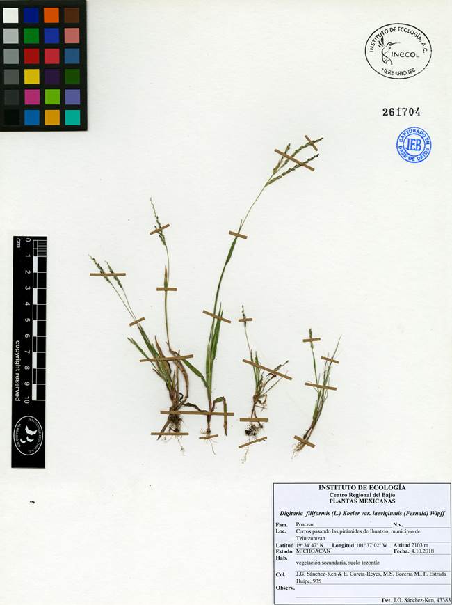Specimen of Digitaria filiformis (L.) Koeler var.
								laeviglumis (Fernald) Wipff from the state of
							Michoacán, Mexico