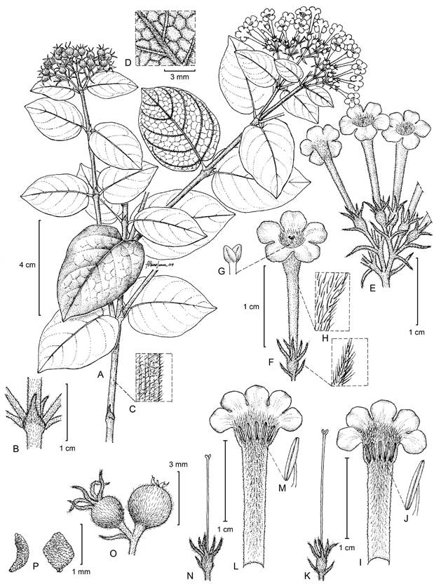 Rogiera metztitlensis Torr.-Montúfar, E. Solano, L. Morales-Gard. & H. Ochot. A. rama fértil; B. estípula joven; C. pubescencia del tallo; D. venación y pubescencia del envés de la hoja; E. porción de la inflorescencia; F-H. flor longistila, pubescencia y estigma; I-K. flor longistila disectada mostrando la inserción de las anteras y la pubescencia interna; L-N. flor brevistila disectada mostrando la inserción de las anteras y la pubescencia interna; O. frutos inmaduros; P. semillas en vista ventral y lateral. Ilustración: Albino Luna, basada en E. Solano 5290 (FEZA, MEXU, MO).