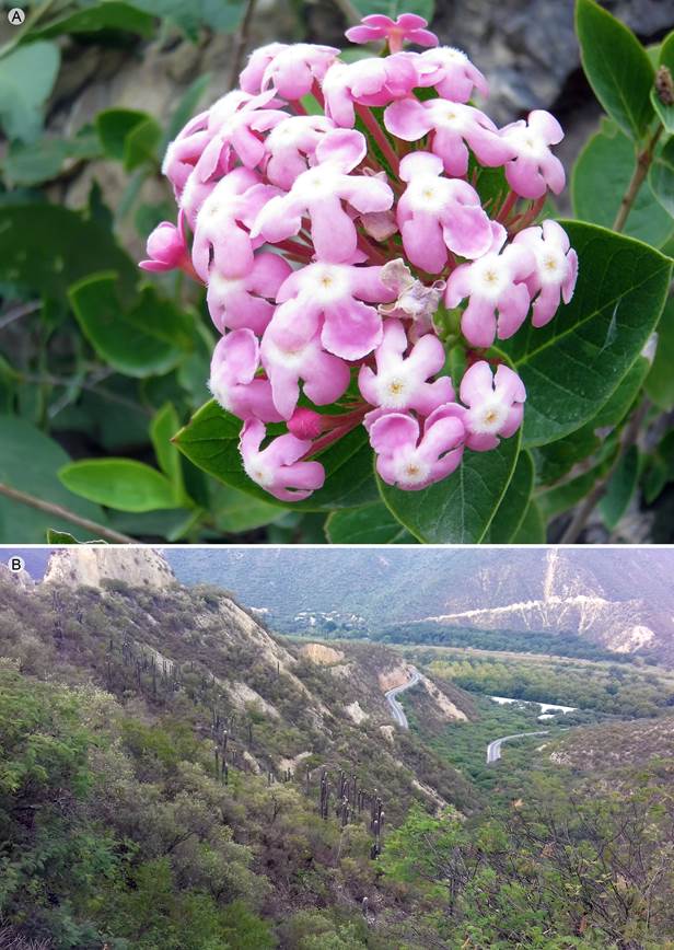 Rogiera metztitlensis Torr.-Montúfar, E. Solano, L. Morales-Gard. & H. Ochot., A. hojas coriáceas, inflorescencia y flores rosadas con anillo de tricomas blancos; B. hábitat árido en Metztitlán, Hidalgo. Fotos: Eloy Solano.