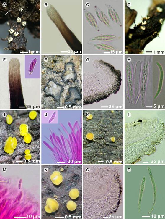 A-D. Hydropisphaera suffulta (Berk. & M.A.
								Curtis) Rossman & Samuels: A. peritecios; B. ascosporas
								ornamentadas; C. hifas de Acremonium Link sobre un
								peritecio de H. suffulta; D. conidióforo; E, F.
									Niesslia aff. aemula Syd.: E.
								peritecios; F. ascosporas; G H. Hyalorbilia
									inflatula (P. Karst.) Baral & G. Marson: G.
								apotecio y ascosporas; H. corte transversal del apotecio donde se
								observa el excípulo ectal; I-K. Orbilia auricolor
								(A. Bloxam) Sacc.: I. apotecios; J. corte transversal del apotecio
								mostrando el excípulo ectal; K. ascas, parafisas y ascosporas; L-N.
									Orbilia xanthostigma (Fr.) Fr.: L. apotecios;
								M. parafisas; N. ascas y ascospora; O. conidióforo y conidio de
									Helminthosporium velutinum Link; P. peritecios
								y ascas con ascosporas de Letendraea helminthicola
								(Berk. & Broome) Weese ex Petch. Fotos: Yajaira Baeza, Rosario
								Medel y Elvia N. Palestina.