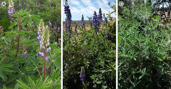 A. vista general de Lupinus exaltatus Zucc.; B.
									L. rotundiflorus M.E. Jones; C. L.
									mexicanus Cerv. ex Lag., en los sitios de
								colecta.